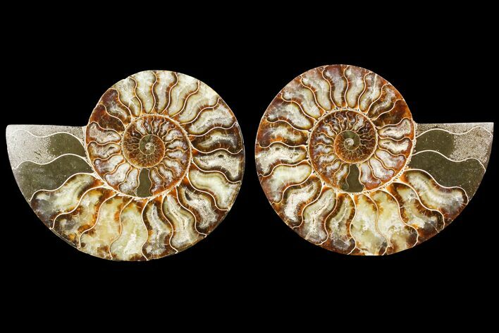 Sliced Ammonite Fossil - Agatized #115314